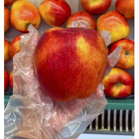 Plastic Gloves Coarse PE Clear (100 Units)